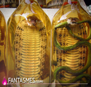Les aphrodisiaques Les aphrodisiaques