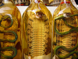 Les aphrodisiaques Les aphrodisiaques